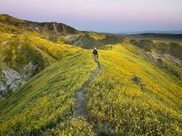 Image result for 2019 spring wildflowers in California