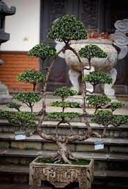 Amazing Bonsai Piece Of Art Awesome Bonsai Tree Care Jade Bonsai Bonsai Tree