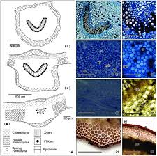 Image result for Tabernaemontana eglandulosa