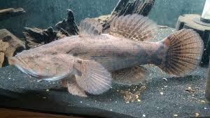 Gobies are one of the gobies are carnivores and can be fed on both live and frozen foods like brine shrimp, blood worm. Monster Marble Goby Male 2 Years Old Youtube