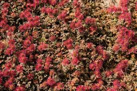 Image result for Buchnera keilii