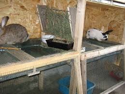 Va prezentam cateva modele de custi si accesorii pentru iepurii de apartament. Modele De Custi Iepuri Gabitzu308