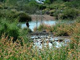 Riparian preserve at water ranch. About Us Town Of Gilbert Arizona