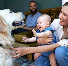 Introducing Your Dog To Your New Baby American Kennel Club