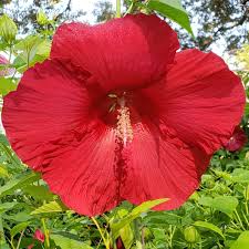 Image result for Hibiscus panduriformis