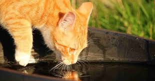 Like you, your cat's body is made primarily of water. How Do I Get My Cat To Drink More Water Walkerville Vet