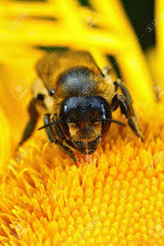Vertical Closeup Of A Brown And Hairy Female Willughby's Leaf-cutter ,  Megachile Willughbiella, On A Yellow Flower Of Inula Officinalis Stock  Photo, Picture and Royalty Free Image. Image 205853702.
