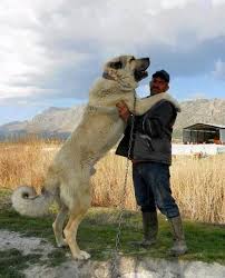 Sivas Kangali Turkeyhttps I Redd It 0k6z1rkdjk411 Jpg Kangal Dog Huge Dogs Dogs