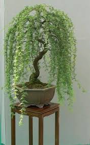 Check spelling or type a new query. Bonsai Green Weeping Willow Tree Thick Trunk Cutting Etsy