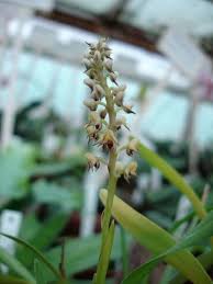 Image result for Polystachya fallax