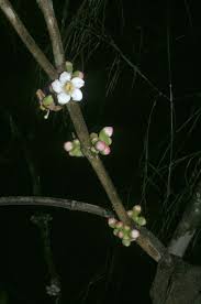 Image result for Bellucia