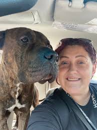 This is Creed he is a mastiff mix from what I can tell!! I work at a  resource center