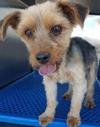 Black And Brown Terrier Mix No Listed On Hold 35423594 Species Dog Breed Terrier Mix Age 1 Year Gender Male Size Small Color Black Brown Site City With Images Dog Breeds Animals Dog Adoption