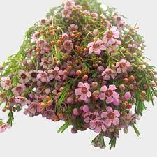 See more ideas about flower boquet, flowers, beautiful flowers. Pink Filler Flowers Bulk Pack Wholesale Blooms By The Box