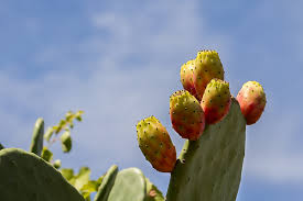 Organic nopal cactus powder prickly pear glucose metabolism 50 gram. Benefits Of Drinking Cactus Water In Dubai And Uae Expatwoman Com