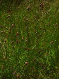 Image result for Eleocharis variegata