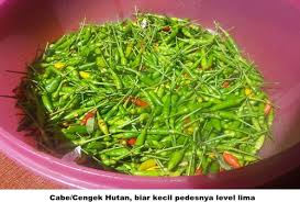 Jenis tanaman cabai pun beraneka ragam, tidak hanya sebatas cabe hijau, merah serta rawit saja. Cabe Hutan Ini Dibudidayakan Melalui Kotoran Burung Halaman 1 Kompasiana Com