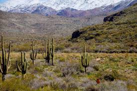 Prime rib sandwich was huge. The Best Things To Do In Phoenix In Winter Tales Of A Backpacker