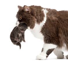 Kittens meow to their mothers when they're hungry, cold, or scared. Why Do Cats Meow