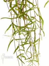 Image result for Ceropegia gracilior