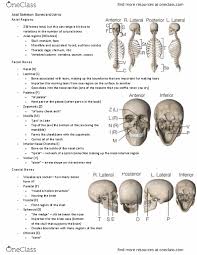 How many bones are in your body? How Many Bones In The Face And Head How Many Bones In The Face And Head Skull Sutures Be That As It May What Number Of Bones Are