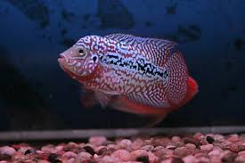 Gift & specialty shops in sungai petani‎. Unique Aquarium Home Facebook