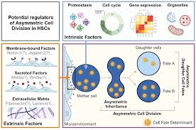 Image result for Hypoxis sp. A (as per FZ 12-3)