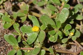 Image result for Portulaca oleracea
