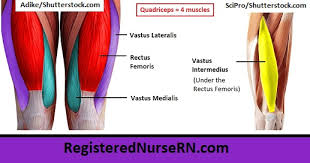 Meaning of leg muscle medical term. Major Muscles Song Anatomy Mnemonics