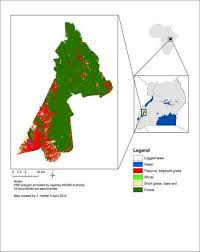 Image result for Pavetta pierlotii