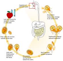 Giardia Duodenalis Wikipedia