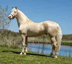 Resultado de imagen de caballo castaÃ±o