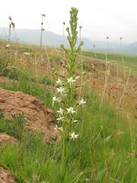 Image result for Habenaria afra