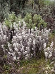 Image result for Helichrysum lastii