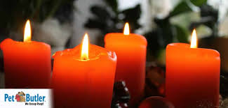 Are Candles Essential Oils And Air Fresheners Safe For Pets