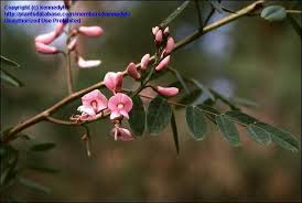 Image result for Indigofera wentzeliana