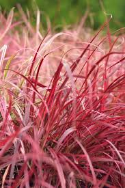 Check spelling or type a new query. 7 Dwarf Ornamental Grasses For Container Gardening Bless My Weeds