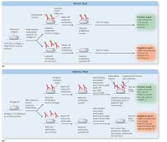 Direct And Indirect Immunoassays Positive Results Directions Labels