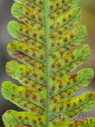Image result for Cyclosorus striatus