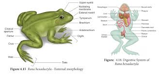 Anatomy Of Frog Digestive Respiratory Circulatory Nervous Excretory Reproductive System
