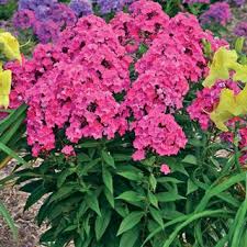 Pin On Gardening