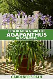 Growing flowers in pots will brighten up your backyard and it's easy to do. How To Grow Agapanthus In Containers Gardener S Path