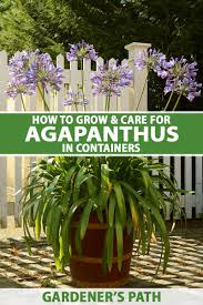 Maybe you would like to learn more about one of these? How To Grow Agapanthus In Containers Gardener S Path