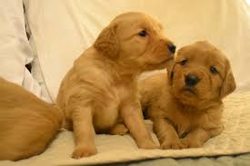 Hunting, tracking and detection (they. Golden Retriever Puppies For Sale Beebe Road Vt 257233