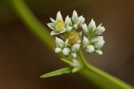 Image result for Limeum sulcatum