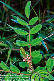 Image result for Indigofera astragalina