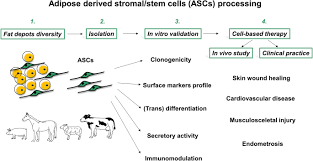 Check spelling or type a new query. Adipose Derived Stromal Stem Cells From Large Animal Models From Basic To Applied Science Springerlink