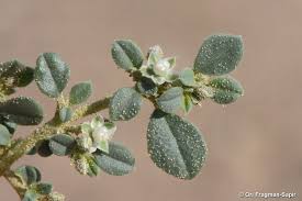 Image result for Limeum sulcatum