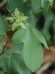 Image result for Passiflora suberosa