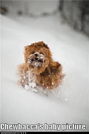 Animal Capshunz Roliga Bilder Roliga Memes Roligt